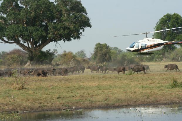 The Bolton News: "Closing in to dart buffalo in the Okavango"