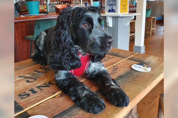 The Bolton News: Arvin the pub dog. The Hare and Hounds is a dog friendly pub