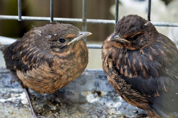 The Bolton News: A pair of fledgling blackbirds. Picture: RSPCA