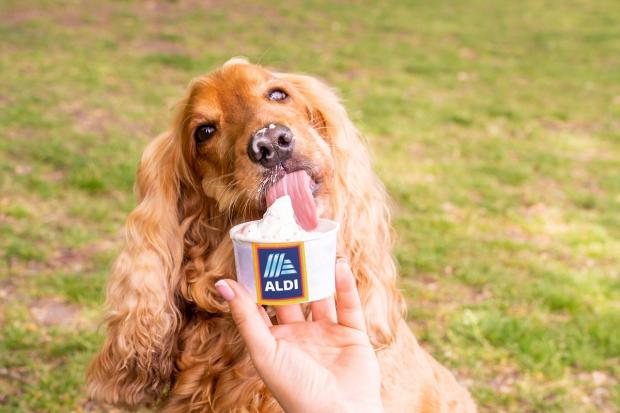 The Bolton News: This weekend, Aldi will be delivering the ice creams direct to dogs. Picture: Aldi