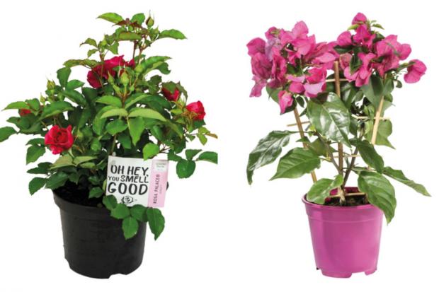 The Bolton News: (left) garden rose and (right) bougainvillea (Lidl/Canva)