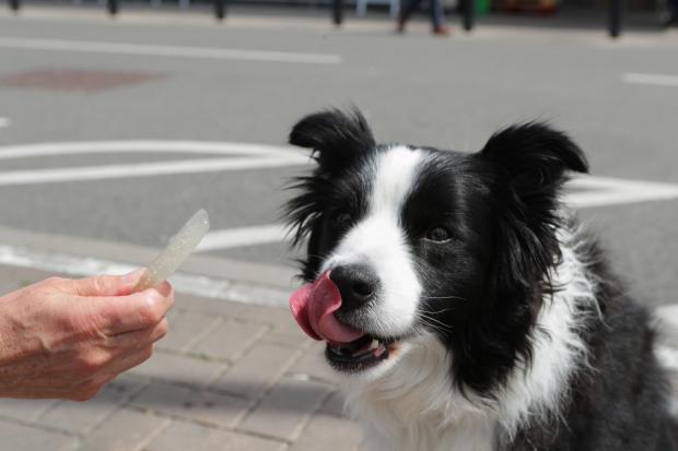 The Bolton News: A dog licking its lips after trying the Woof & Brew Ice Pops (Morrisons)