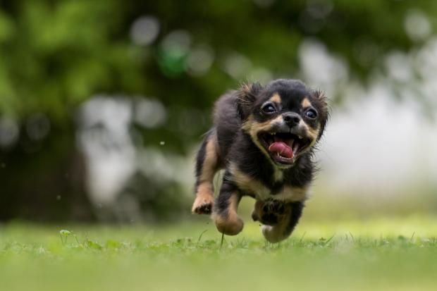 The Bolton News: A dog running in a field (Canva)