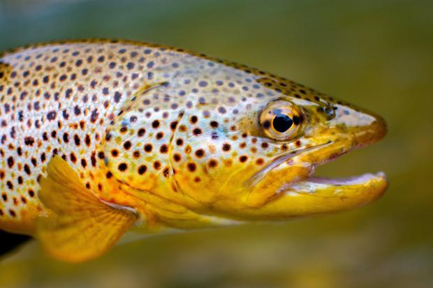 The Bolton News: Brown trout (Canva)
