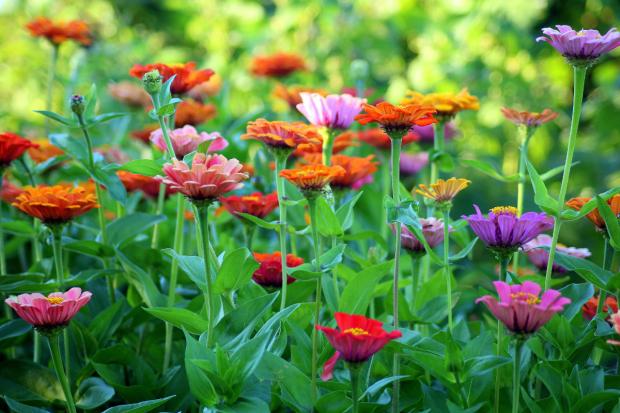 The Bolton News: Colourful flowers in a garden. Credit: Canva