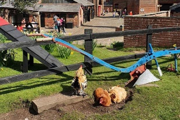 Families can celebrate summer at the Tatton Park farm