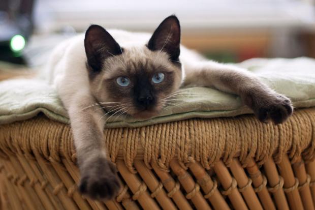 A Siamese cat, pictured. Picture: Canva, Pixabay