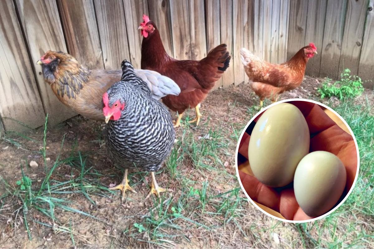 Cheltenham chicken lays giant egg - BBC News
