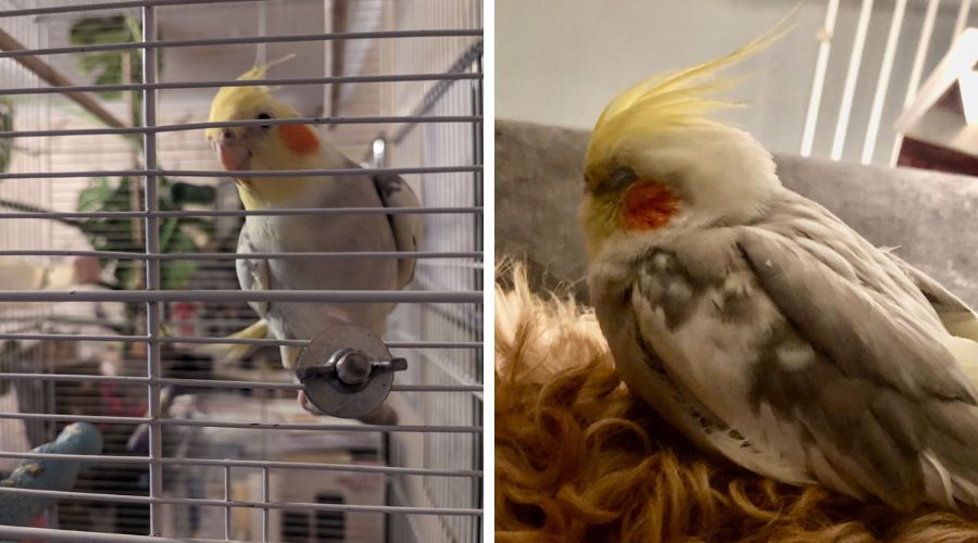 Missing Bolton parrot reunited with Great Lever owner - Vimarsana News