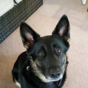 Molly the German Shepherd who died after being hit on the head with a hammer by her owner and dumped in the River Tyne