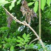 Withered leaves and twigs are a sign of ash dieback.