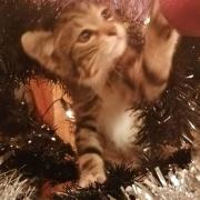 'I'm glad it's not just me': Owners share pics of pets wreaking havoc this Christmas. Pic: Laura Collins