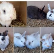 8 rabbits at the Blackpool & North Lancashire RSPCA need to find a forever home