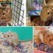 These three furry friends at the Blackpool & North Lancashire RSPCA need a forever home (RSPCA)