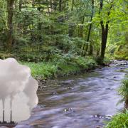 The Office for National Statistics has revealed the levels of CO2 and percentage of woodland in Greater Manchester (John Millar/National Trust/PA/Canva)