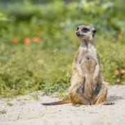 Comparethemarket has pulled ads from news bulletins featuring popular meerkat characters Aleksandr Orlov and Sergei, amid the war between Russia and Ukraine (Canva)