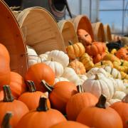 Pumpkin patches you can visit near Bolton this Halloween (Canva)