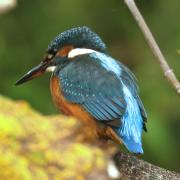 This amazing photograph of a Kingfisher was taken on Middle Brook in Lostock