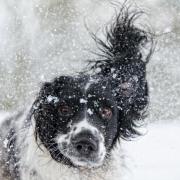 Some of the UK’s favourite dog breeds are at high risk of hypothermia from temperatures below 7°C