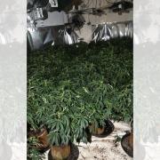 Man arrested after cannabis farm raid
