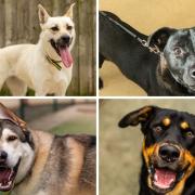 These 4 puppies at Dogs Trust Manchester are looking for new homes