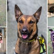 These 7 dogs at Dogs Trust Manchester are looking for new homes