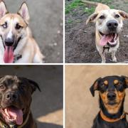 These 4 puppies need new and loving homes - can you help?