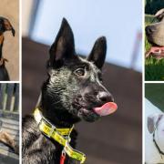 Here are 5 puppies looking for new homes - can you help?