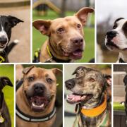 Here are 7 of the dogs waiting for a new home at Dogs Trust Manchester - can you adopt one?