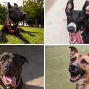 Want to expand the family with a four legged friend? Here are 4 puppies looking for new homes