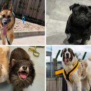 Can you help these 5 dogs as they look for their forever homes?