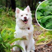 See the symptoms to look out for to help you tell if your dog has been stung by a stinging nettle.