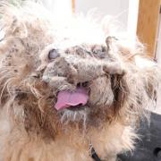 The Shih Tzu who is now named Morris underwent a transformation and had 1.3kg of matted fur cut off