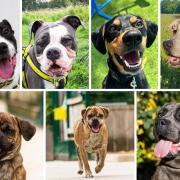 If you're looking to add a four-legged friend to your family, take a look at these 7 puppies at Dogs Trust Manchester