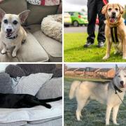 These 4 dogs at Dogs Trust Manchester need new homes