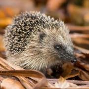 Keep hedgehogs in mind this bonfire night