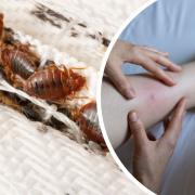 Have you ever had to deal with a bedbug infestation in your home?