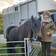 Rare fell pony with Libby Robinson