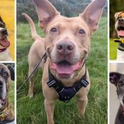 Can you help these five dogs find a new home?