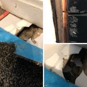 Damage caused by rats at Steven and Paula's house
