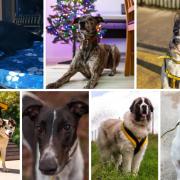 Can you rehome one of these dogs?