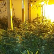 A cannabis farm found in Platt Bridge