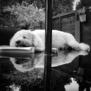 Amy Wrigley's picture 'Sleepy reflections'