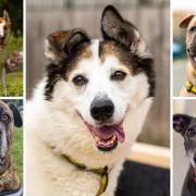 5 dogs are looking for new homes this year - can you help?