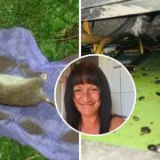 Woman lives in fear of going in garden after 'super rats' take over