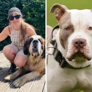 A dog trainer from Bolton has said the 'wrong approach' is being taken with XL Bullies