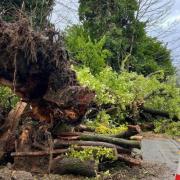 A huge tree uprooted on Chorley New Road, Horwich during one of the last storms
