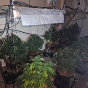 Cannabis farm found in Leigh