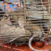 Rats have been reported all across Bolton in recent times