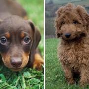 Dachshund and Cockapoo parties to return to Bolton